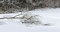 * Nomination Chipped Willow (Salix) in a frozen lake. --Famberhorst 16:55, 6 February 2017 (UTC) * Promotion  Support Good quality--Lmbuga 17:07, 6 February 2017 (UTC)