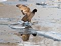 * Nomination Eurasian coot jumping on the ice --Ermell 11:46, 6 February 2017 (UTC) * Promotion Interesting shot! Good quality. --Basotxerri 16:04, 6 February 2017 (UTC)
