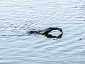 * Nomination Dipping Cormorant --Ermell 13:17, 4 February 2017 (UTC) * Withdrawn