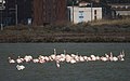 * Nomination Phoenicopterus roseus (Greater flamingos) --Christian Ferrer 12:08, 6 February 2017 (UTC) * Promotion Good quality. -- Johann Jaritz 12:55, 6 February 2017 (UTC)