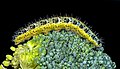 * Nomination Large white caterpillar. (by Didier Descouens) --Ikan Kekek 00:29, 7 February 2017 (UTC) * Promotion Good quality. --Cvmontuy 00:28, 7 February 2017 (UTC)