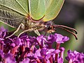 * Nomination Zitronenfalter beim Aufnehmen von Blüten-Nektar--Fischer.H 18:33, 30 January 2017 (UTC) * Promotion Good detail on insect --Daniel Case 06:01, 6 February 2017 (UTC)